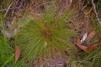 Fimbristylis pauciflora